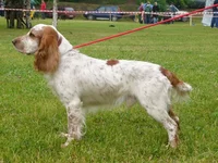 russkiy-ohotnichiy-spaniel-005.webp