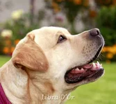 _mgl4320_20090914_1040058605.webp