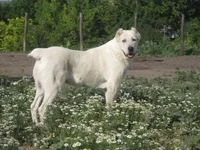  Шункара.webp