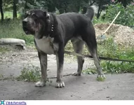 -СЫН БУЛЬДОЗЕРА.webp