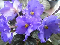 P1010001.webp