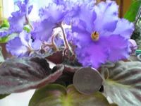 P1010008.webp