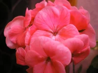 P1010020.webp