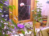 P1010025.webp