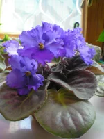 P10100031.webp