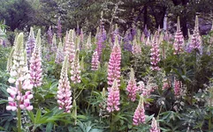 PIC_0359.webp