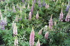 PIC_0360.webp