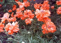 PIC_0370.webp