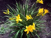 PIC_0388.webp