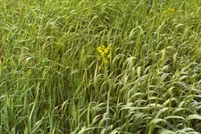 PIC_0393.webp