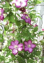 PIC_0527.webp