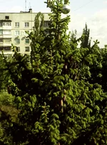 PIC_1941.webp