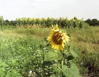 PIC_2386.webp