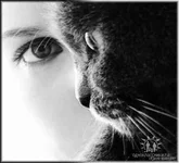 HAQTLCAGCHUY8CAPWSOEICAPKFKH9CAABEDMBCAI2UKC3CAM9NY1MCAQGINZQCAJC2OWHCAM0F8MNCAVNCJL7CA5GANOX...webp