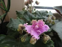 Rosie Ruffles (Harrington)_9030.webp