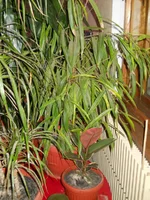 DSCN0706.webp