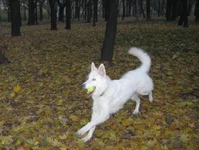 -осень.webp