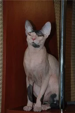 5bc3cec4432c.webp