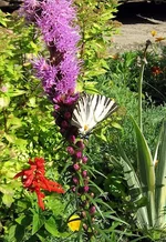 liatris.webp