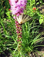 butterfly.webp