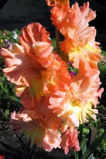gladiolus%252520Grafinja.webp