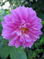 georgina%252520high.webp