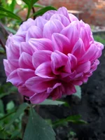 dahlia%252528low%252529.webp