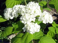 gortenzia.webp