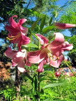 Triumphator11.webp