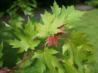 799px-0_Acer_saccharinum_-_Tervueren.jpg