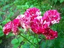 DSCN6850_1.webp