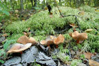 DSC_0483.jpg