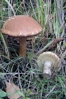DSC_0490.webp