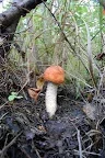 DSC_0495.jpg
