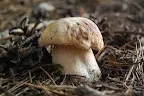 DSC_0537.jpg