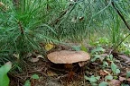 DSC_0533.webp