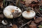 DSC_0520.jpg