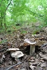 DSC_0590.jpg