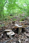 DSC_0590.jpg