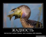1285336612_zhadnost.jpg