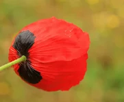 IMG_73361.jpg
