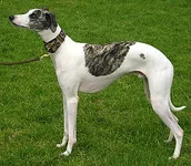 250px-WhippetWhiteSaddled_wb.webp