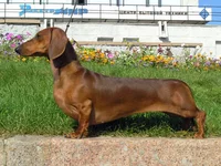 Short-haired-Dachshund.webp