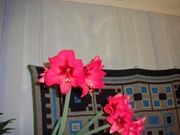  герк.webp