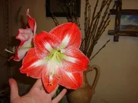  с.webp