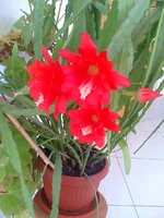 0060.webp