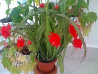 0061.webp