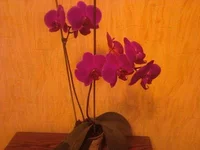 -0105.webp