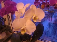 -0110.webp