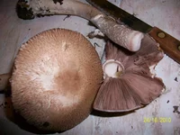 100_1793.webp